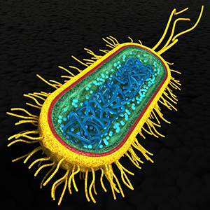 Bacteria Structure Model